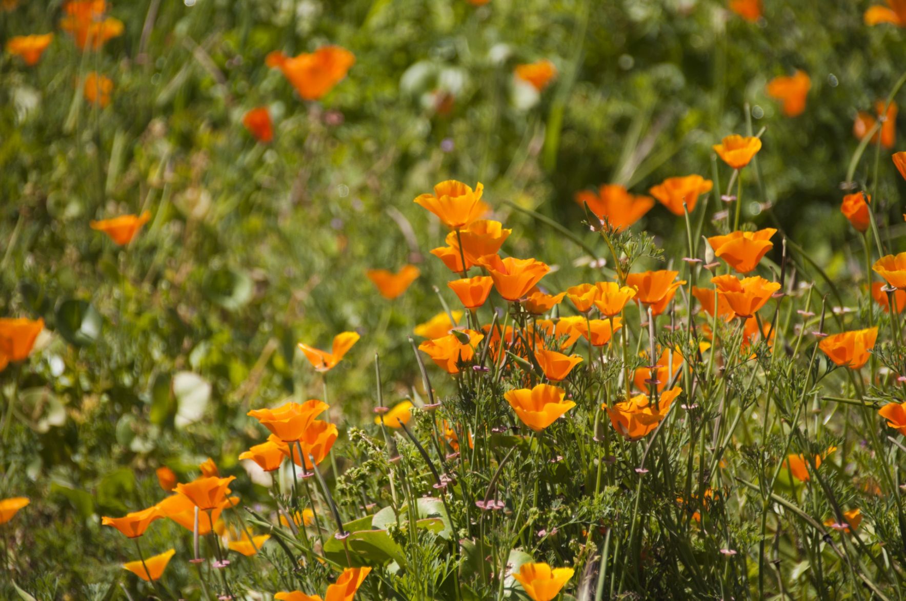 poppies